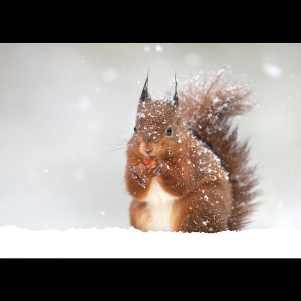 Red Squirrel in Snow<p style="color_gold">LUXURY RANGE