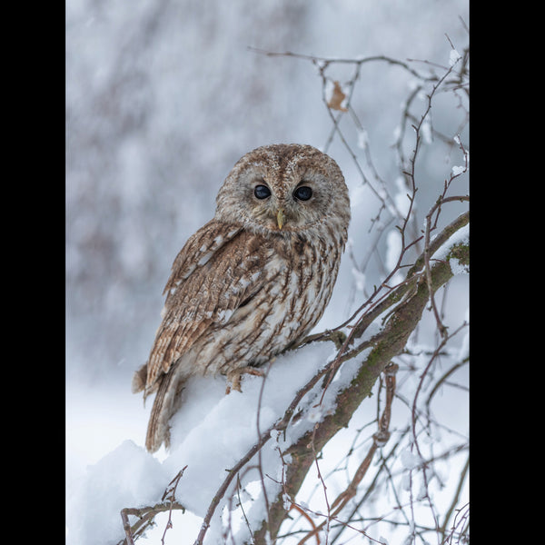 Tawny Owl<p style="color_gold">LUXURY RANGE