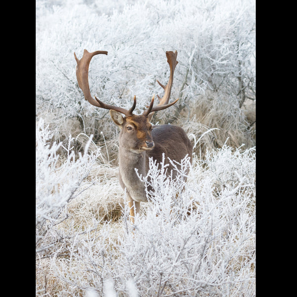 Fallow Deer in the Frost<p style="color_gold">LUXURY RANGE